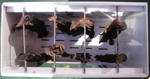 Industrial Biltong Equipment